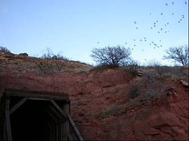 Clarity Tunnel - Bats swarming